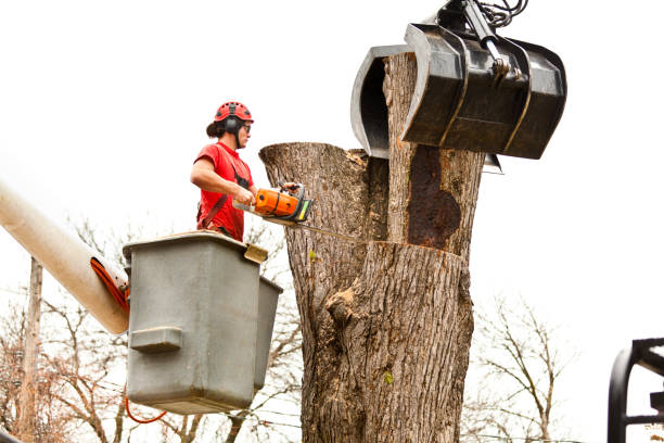 Best Arborist Consultation Services  in Hico, TX